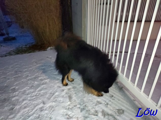 3.1.2025 - Howard freut sich über den Schnee